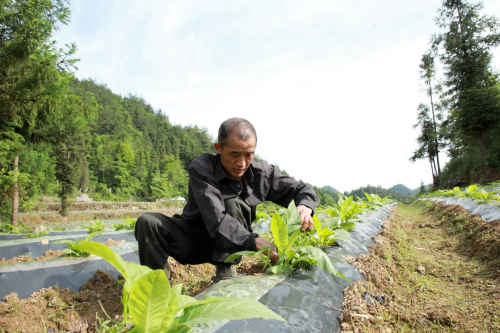 星空体育(中国)官方网站湖北咸丰：多元增收稳队伍 勤劳致富奔小康(图1)